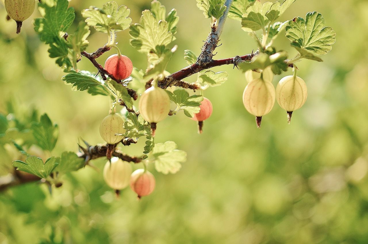 Sadzenie drzew owocowych - przewodnik dla początkujących