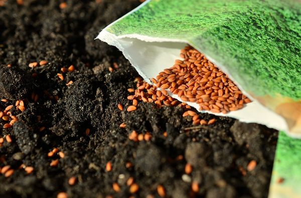 Rolnictwo krok po kroku: Jak wybierać nasiona dla swojej uprawy?