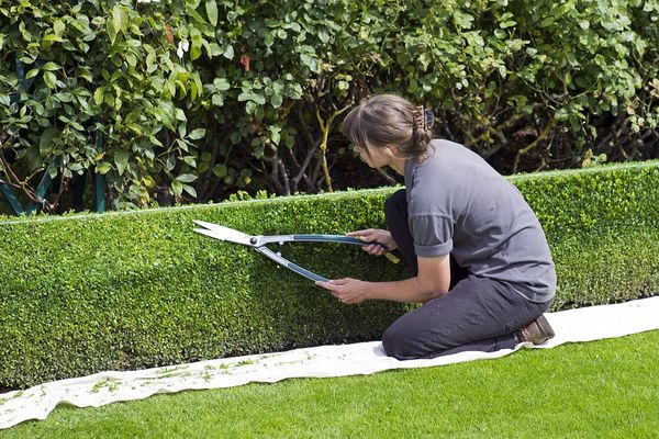 Jak efektywnie wykorzystać rośliny trawiste w twoim ogrodzie