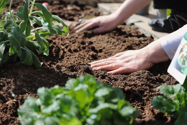 Sprzęt ogrodniczy, który ułatwi Twoje prace w ogrodzie