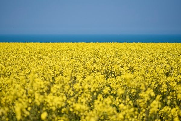 Co za tym siedzi? Poznaj nieoczywiste korzyści z posiadania roślin w ogrodzie