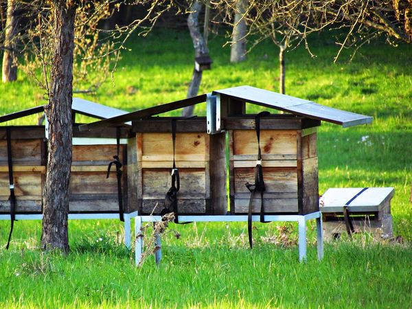 Ogrodnictwo dla pszczół: Wskazówki praktyczne