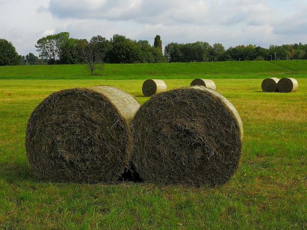 Jak agrotkanina pomaga w ochronie roślin? Przewodnik po skutecznym zastosowaniu